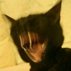 Meet your Posher, Elliott